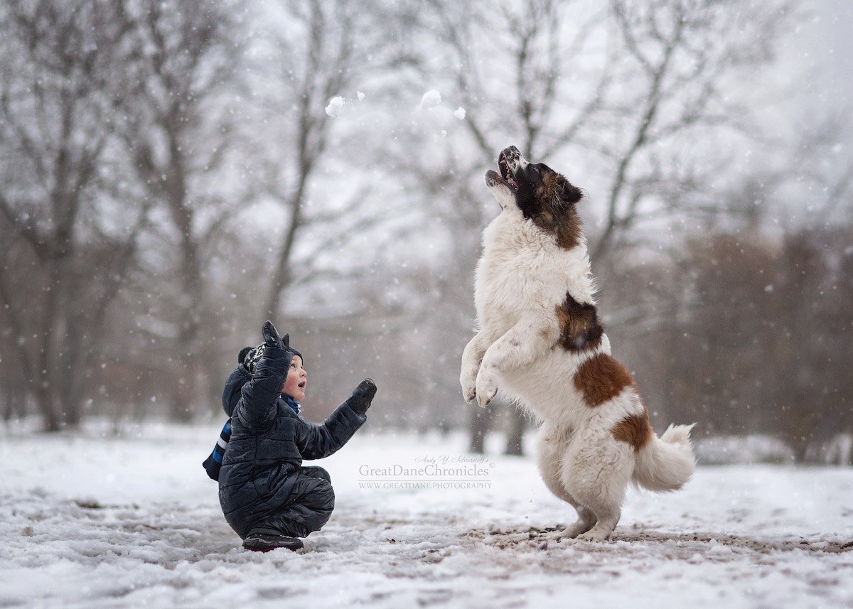 зима, собака, дети, московская сторожевая, Андрей Селиверстов