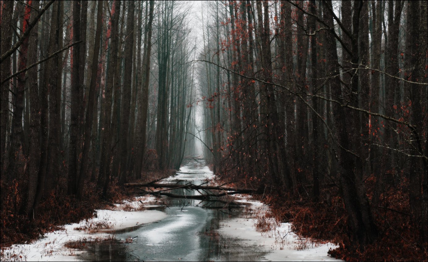 лес осень туман, Купреев Юрий