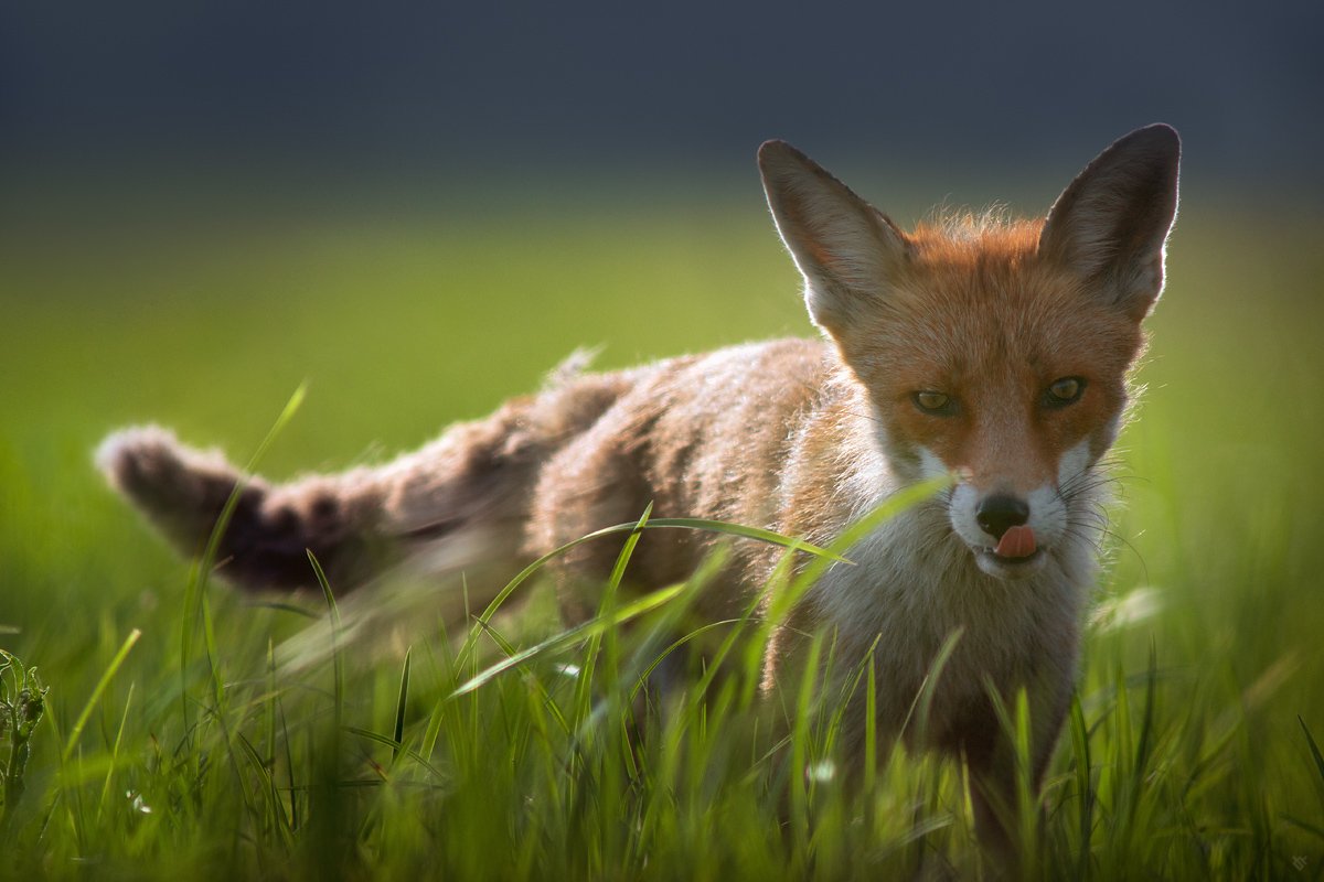 fox, wildlife, grass, animal, Wojciech Grzanka