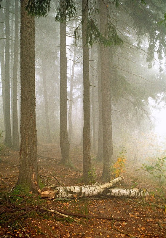 осень, лес, туман, утро, Сергей Пестерев