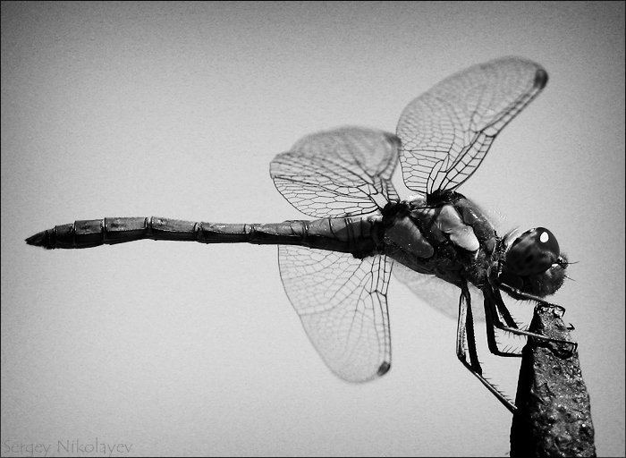 стрекоза, насыкомые, крылья, Sergey Nikolayev