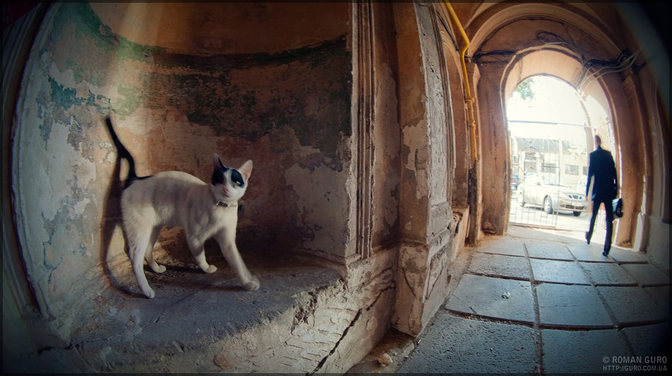 одесса, двор, кошка, свет в конце туннеля, Roman Guro