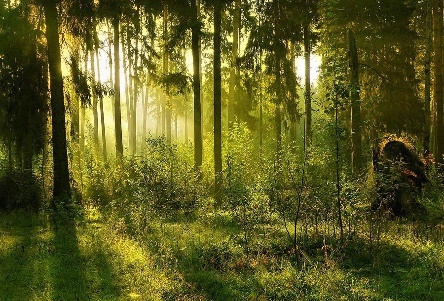 природа, лес, леший, утро, волшебство, красота, свет, цвет, свежесть, пейзаж, етти
