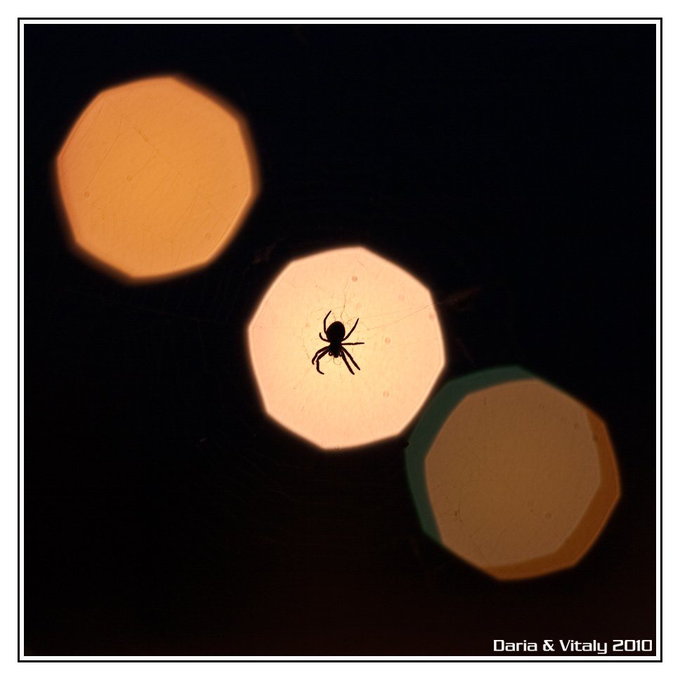 паук, насекомое, ночь, Daria & Vitaly