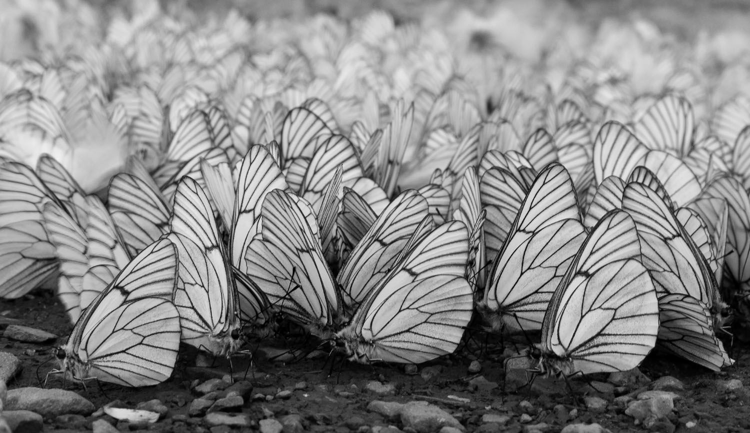 бабочки, природа, животный мир, насекомые, Александр Кожухов