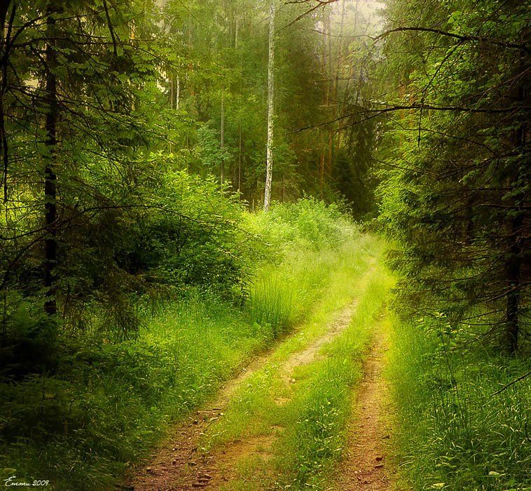 природа, лес, утро, волшебство, красота, свет, цвет, свежесть, пейзаж, тропа, дорога, трава, загадка, подмосковье, етти