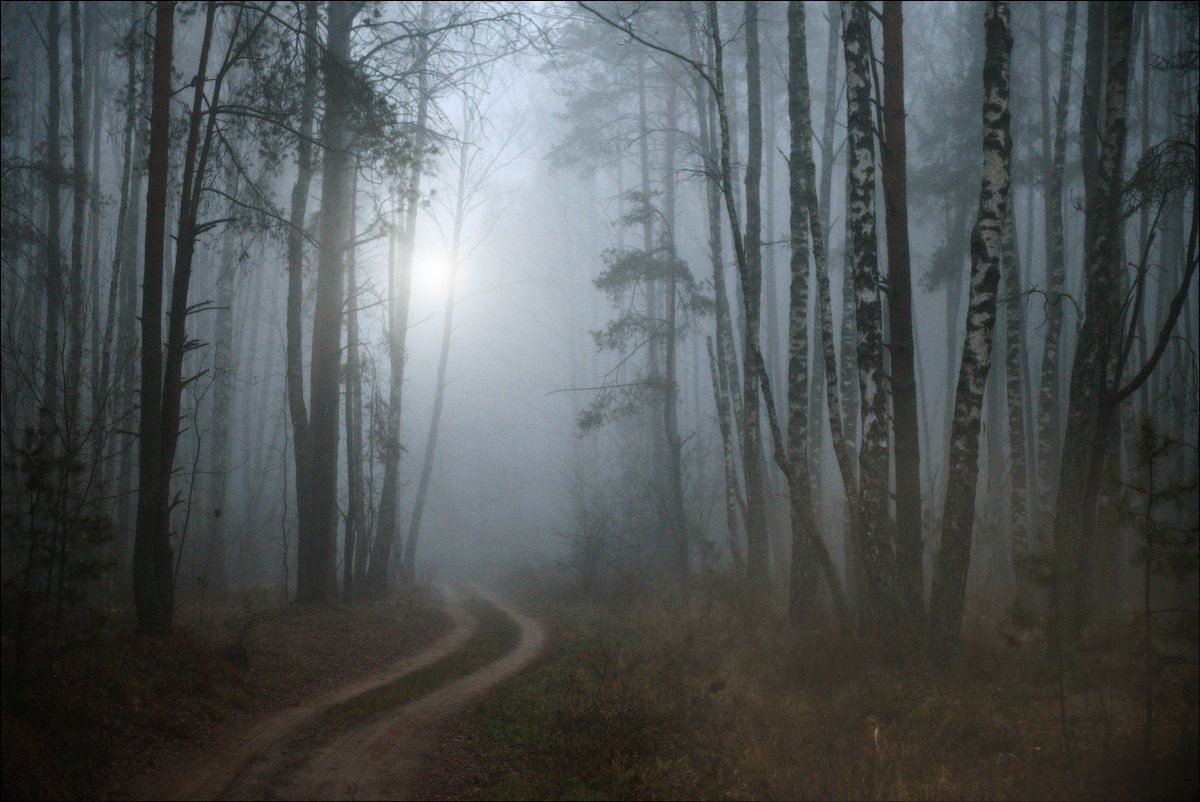 туман, лес, осень, Купреев Юрий
