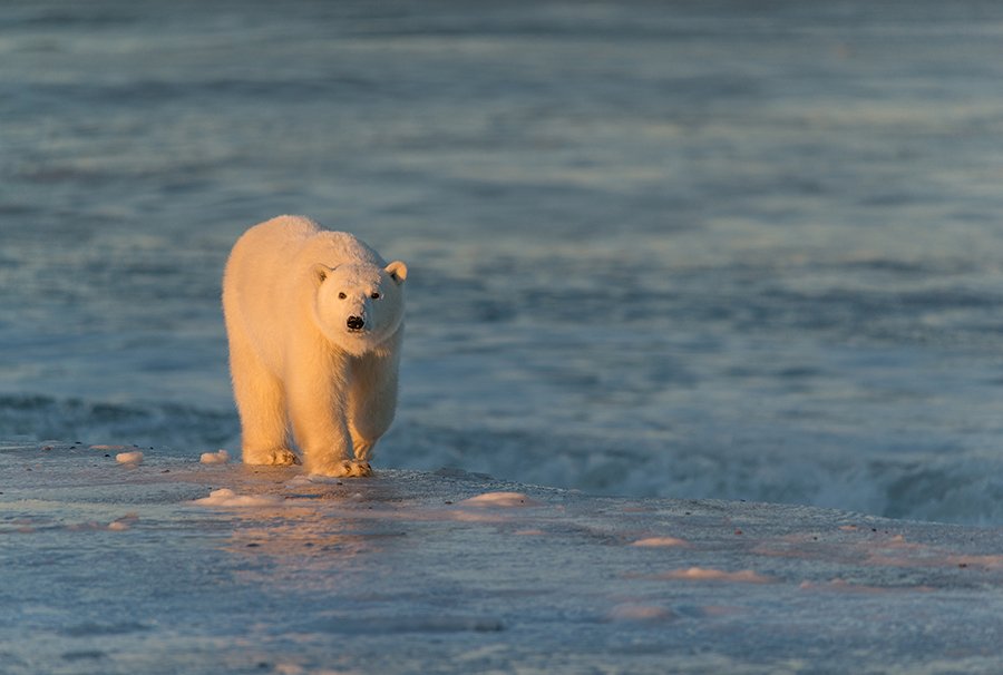 чукотка арктика зима север медведь полярный морской белый, Максим Деминов