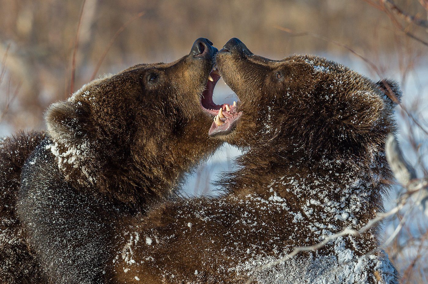 бурый медведь, камчатка, Сергей Иванов
