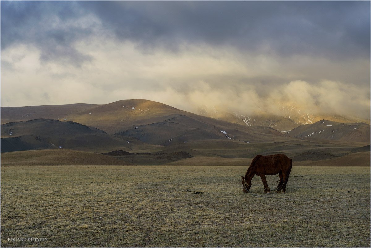 Кутыгин, Монголия, Гоби, пустыня, май, весна, весна в Монголии, май в Монголии, лошадь, конь, Кутыгин Эдуард