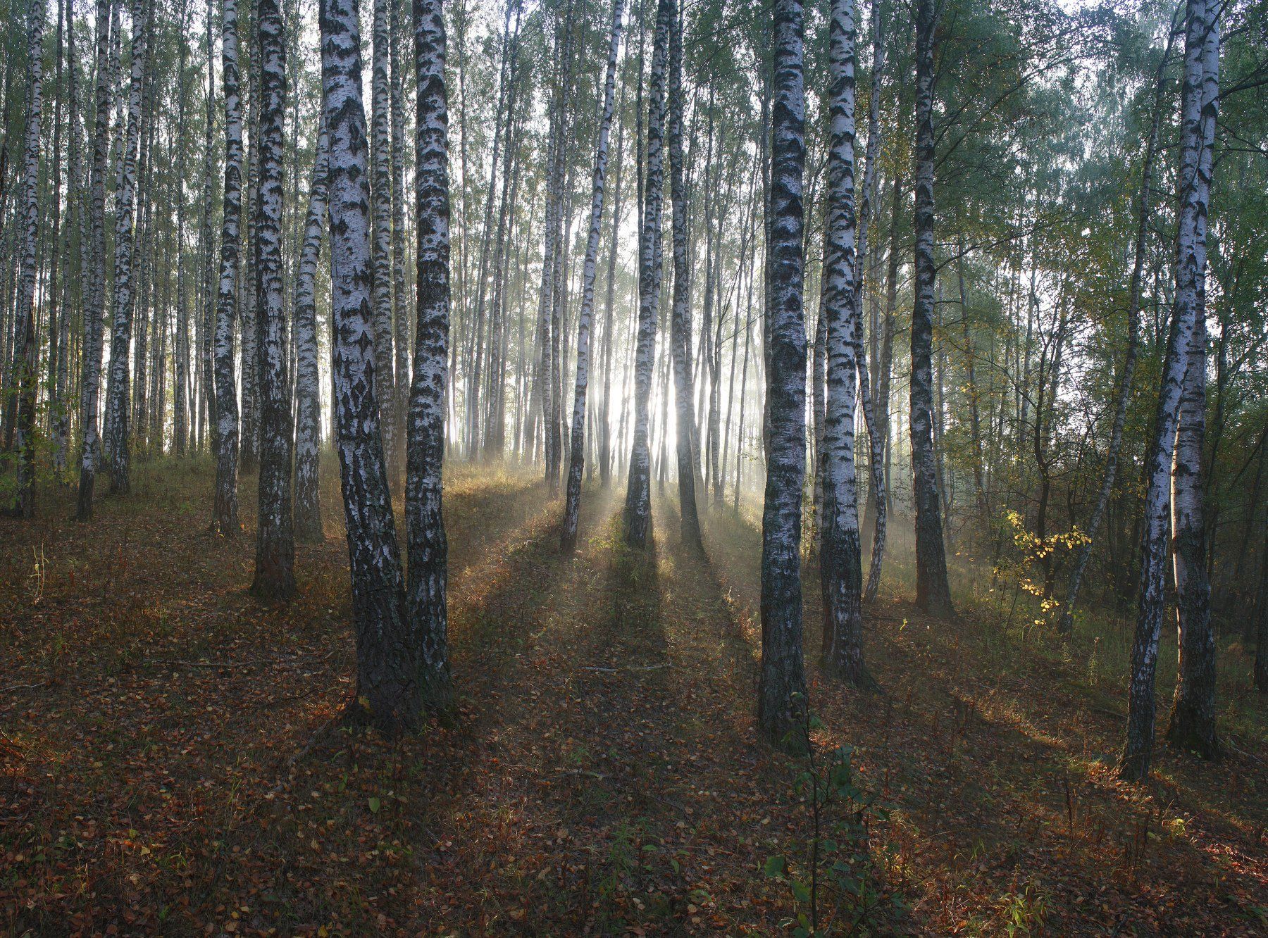 осень , лес , туман, Свистков Александр