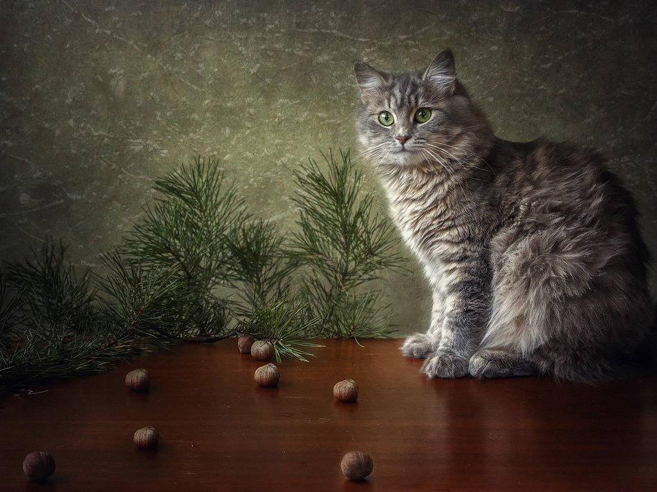 фото, кошка масяня, ветки сосны, лесные орехи, Ирина Приходько