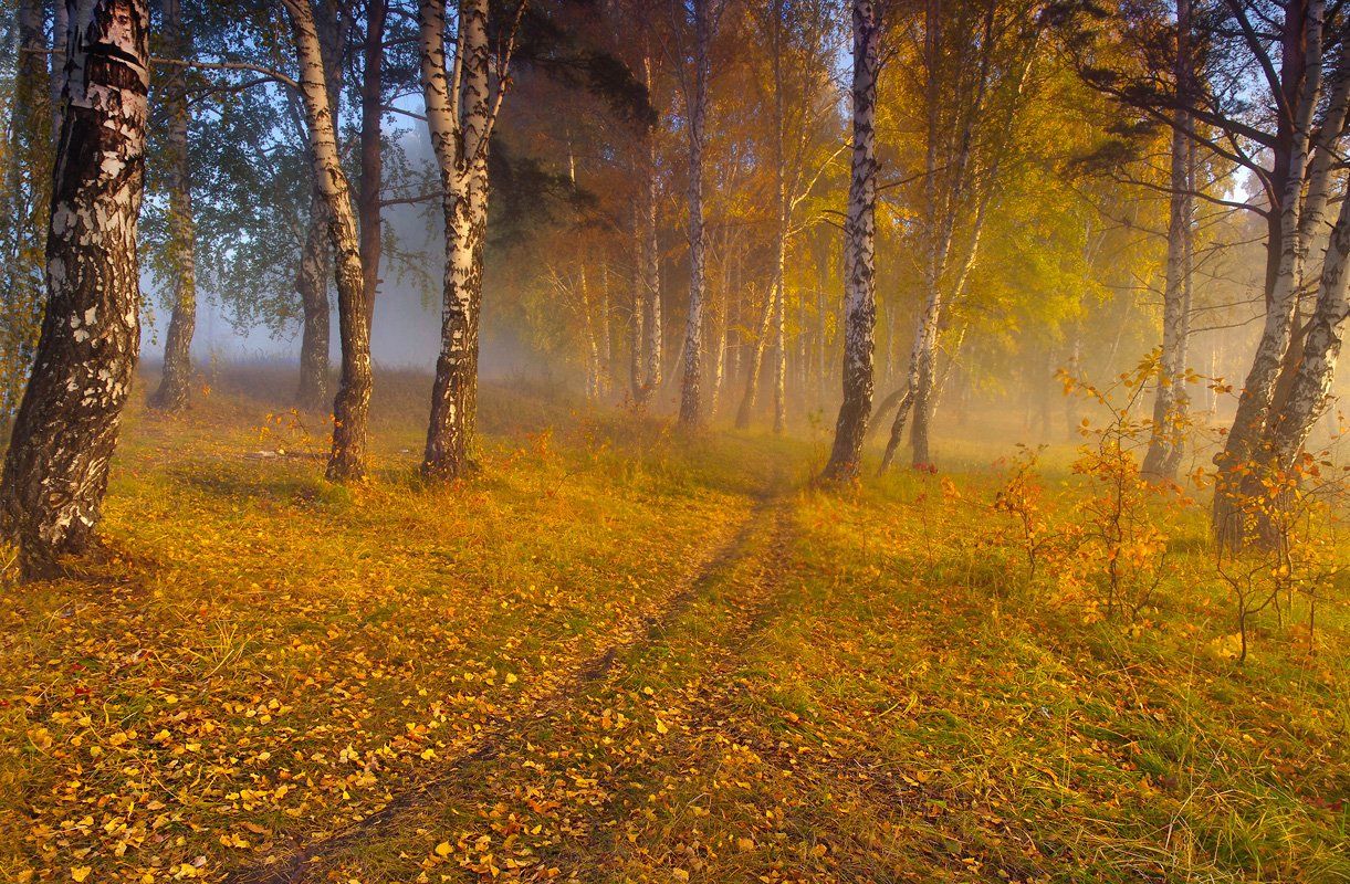 осень, утро, рассвет, туман, деревья, листья, желтые, лес, Валерий Чичкин