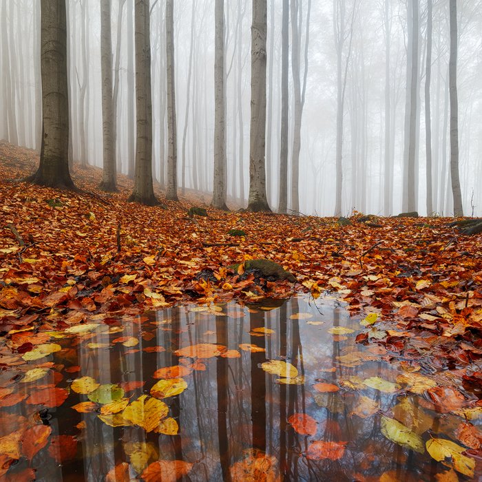 autumn, fall, light, fog, forest, mist, colors, czech republic, puddle, water, leaves, reflection, foliage, Martin Rak