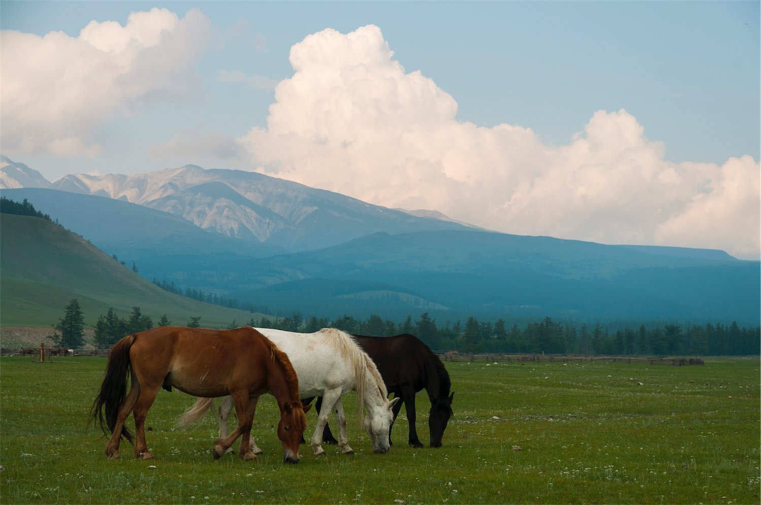 лошади, монголия, саяны, Казаков Петр