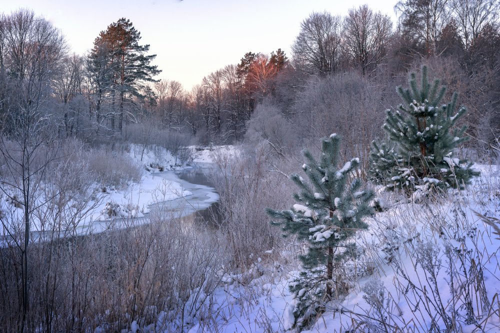 пейзаж,природа,снег,утро,рассвет,лес,деревья,солнце,зима,ели.сосны,сосновый бор, Юлия Лаптева