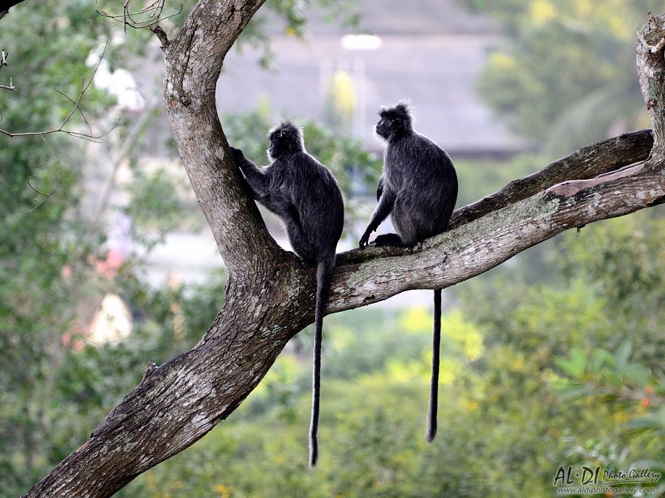 monkey, malaisya, Александър Димитров