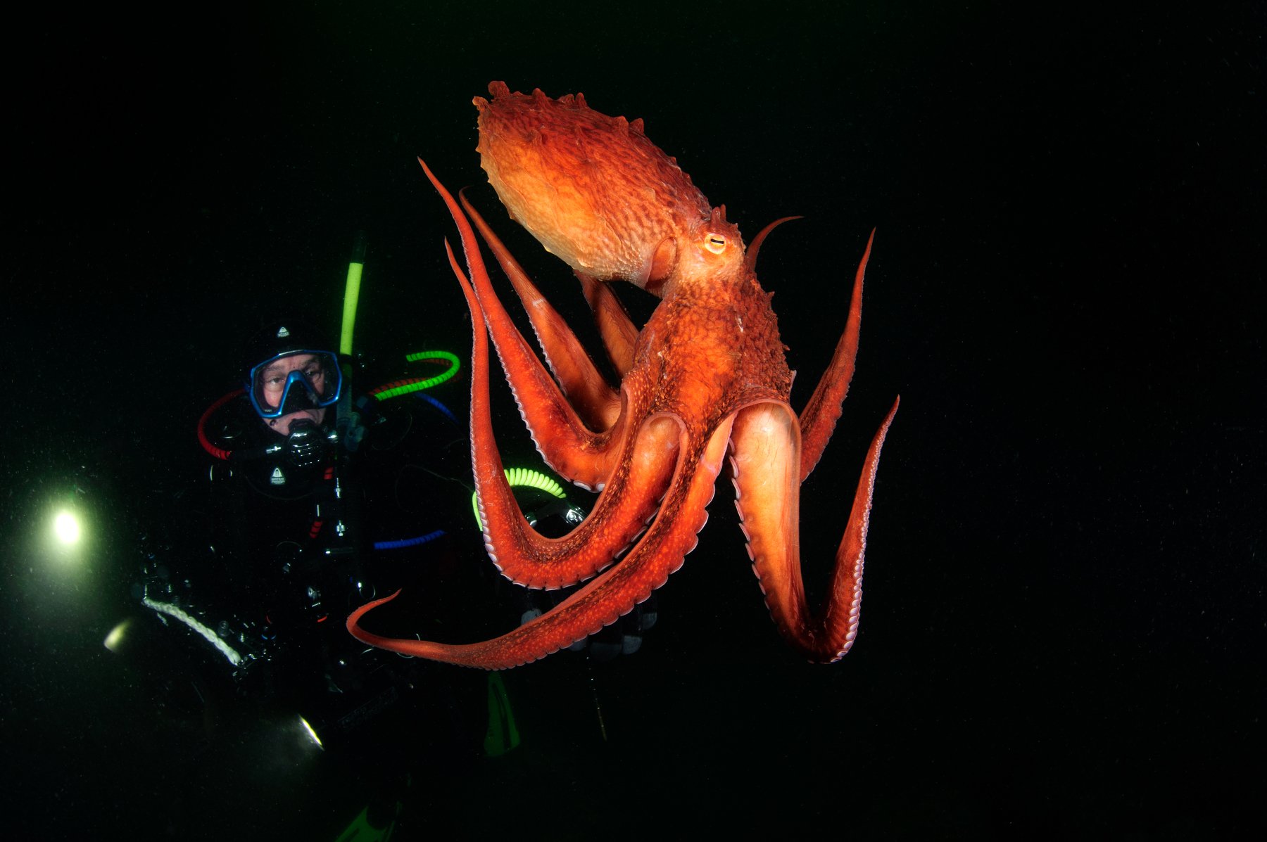 осьминог, дайвинг, гигантский осьминог, подводная фотография, diving, ocotpus, Алексей Кондратюк