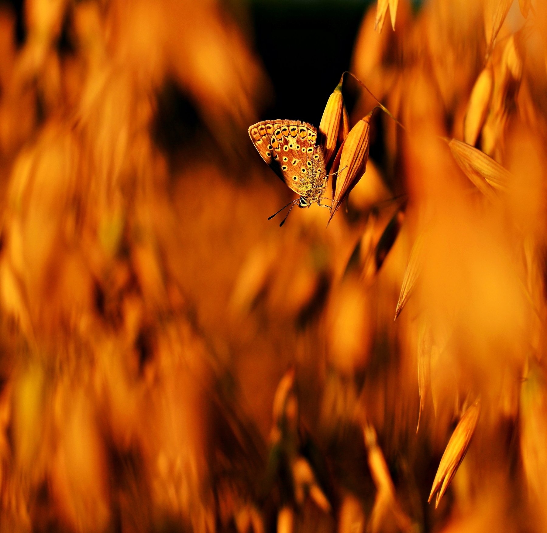 butterfly, nature, evening, yellow, nikon, Diva