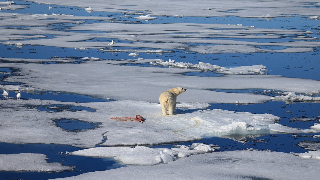 фотографандреевандрей, северныйполюс, northpole, арктика, arctic, ice, снег, лёд, круиз, expiditions, travel, белыймедведь, медведь, polarbear, животное, natgeowild, Андрей