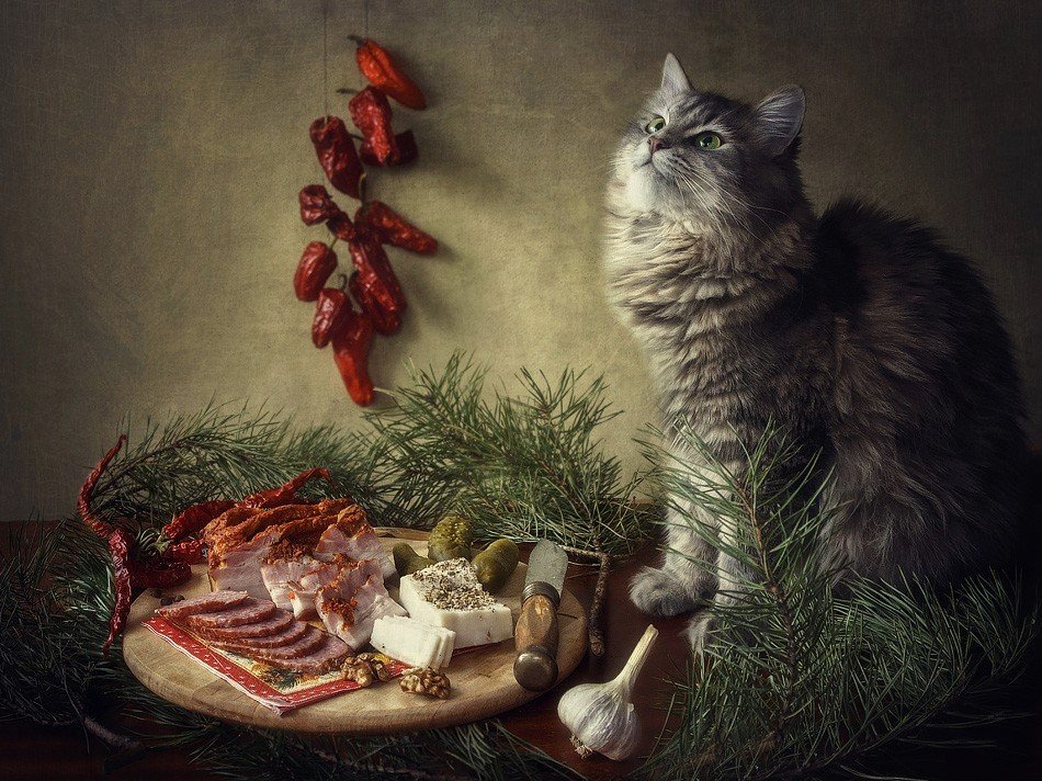 фото, кошка масяня, ветки сосны, колбаса, грудинка, сало. перец, чеснок, Ирина Приходько