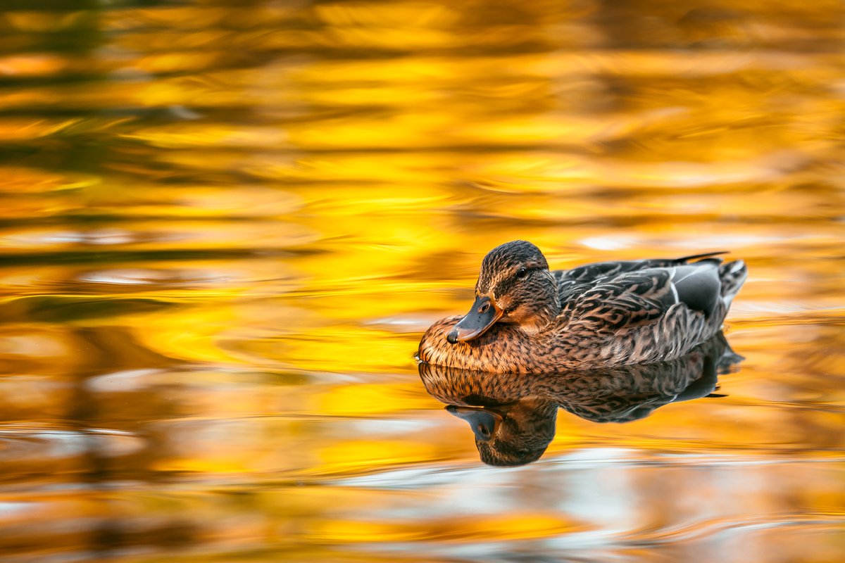duck, mallard, female, lake, autumn, Emyan