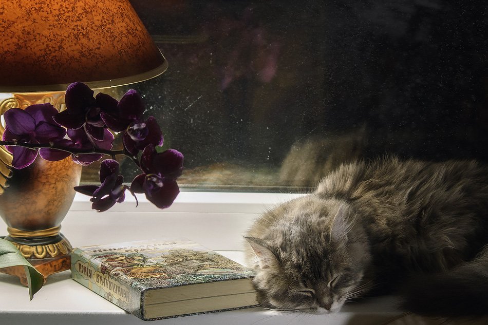 фото, кошка масяня, книга, орхидея, настольная лампа, Ирина Приходько