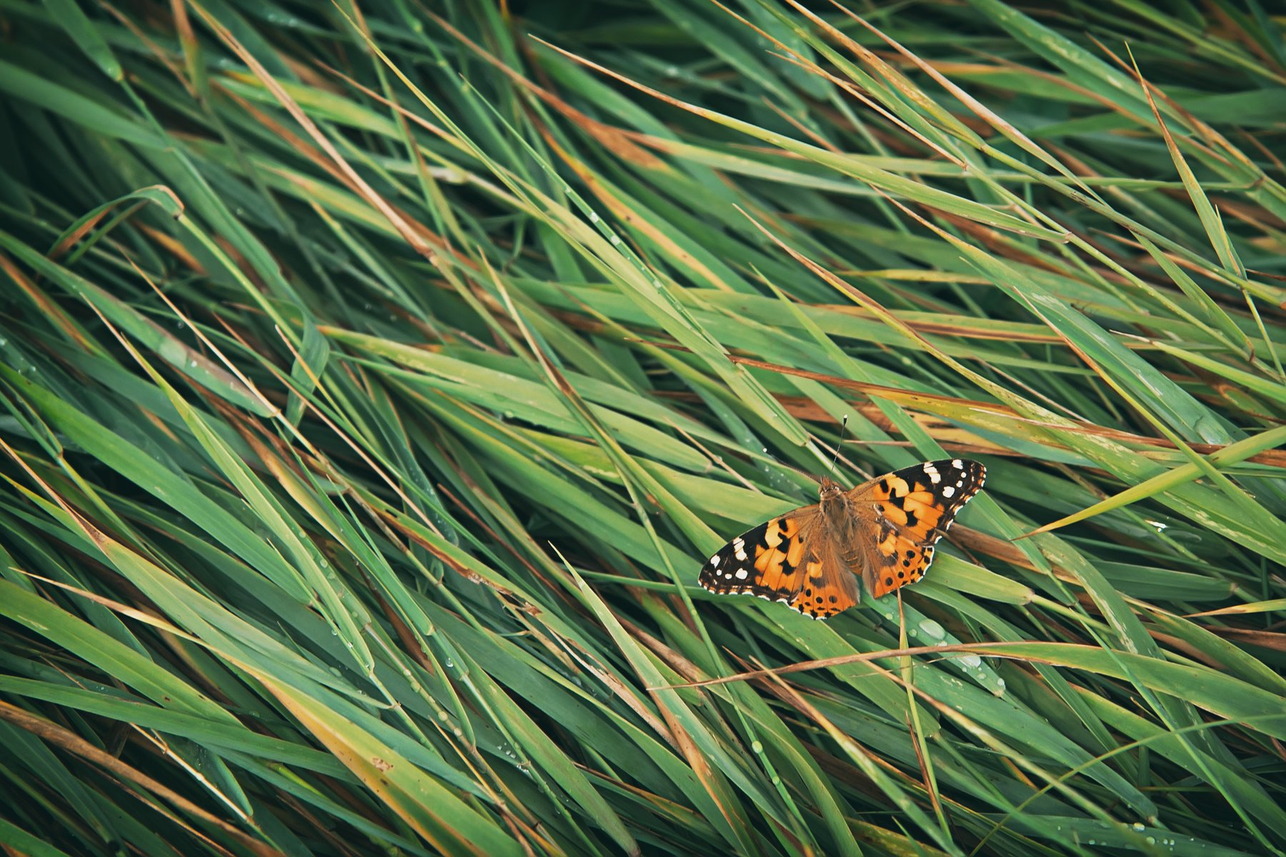 бабочка, крылья, трава, капли, вода, дождь, листья, Юрий Котов