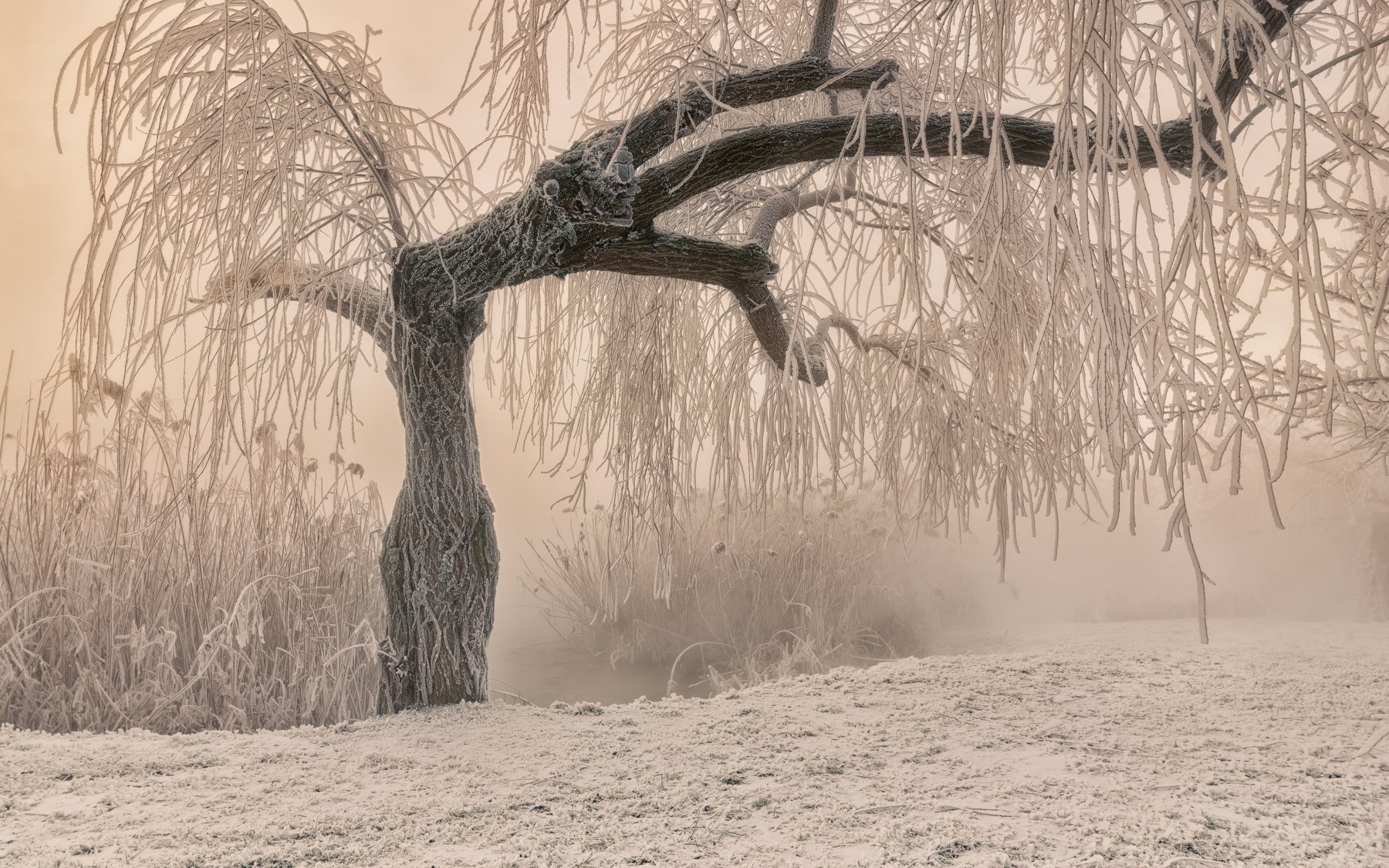 мороз, утро , туман , дерево , иней , камыш , инопланетянин, Alexander Plekhanov