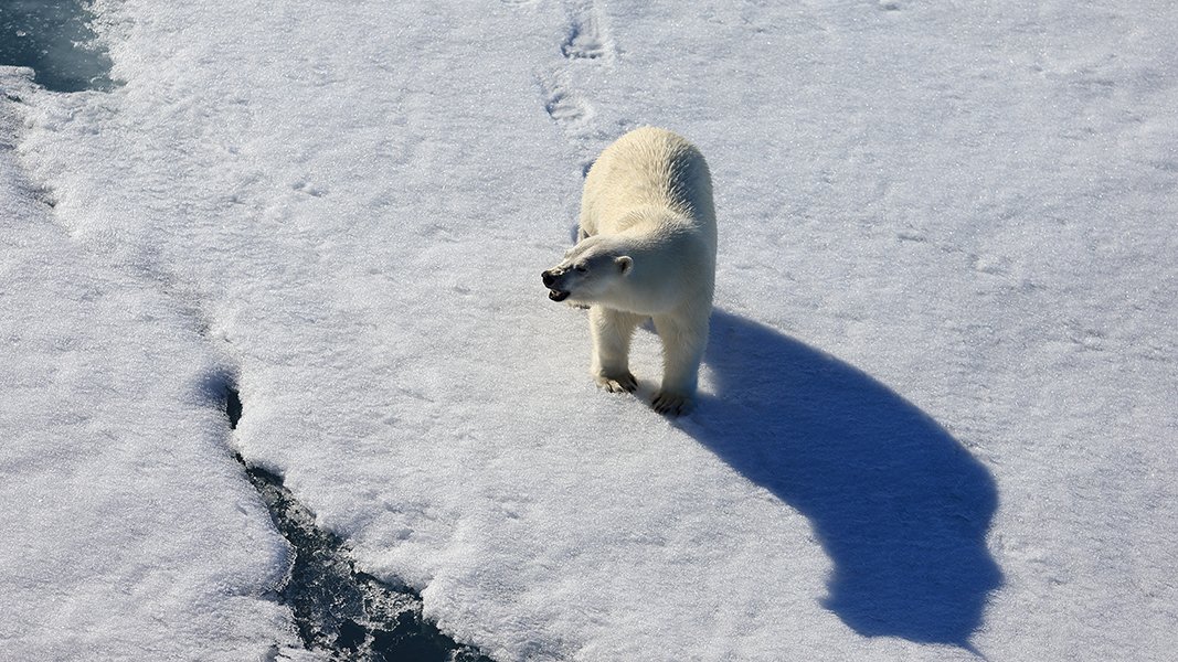 фотографандреевандрей, северныйполюс, northpole, арктика, arctic, ice, снег, лёд, круиз, expiditions, travel, белыймедведь, медведь, polarbear, животное, natgeowild, Андрей
