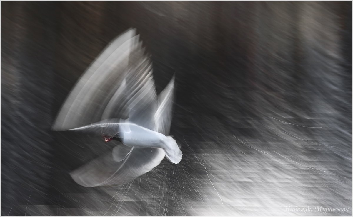 larus ridibundus, озёрная чайка, Надежда Муравьёва