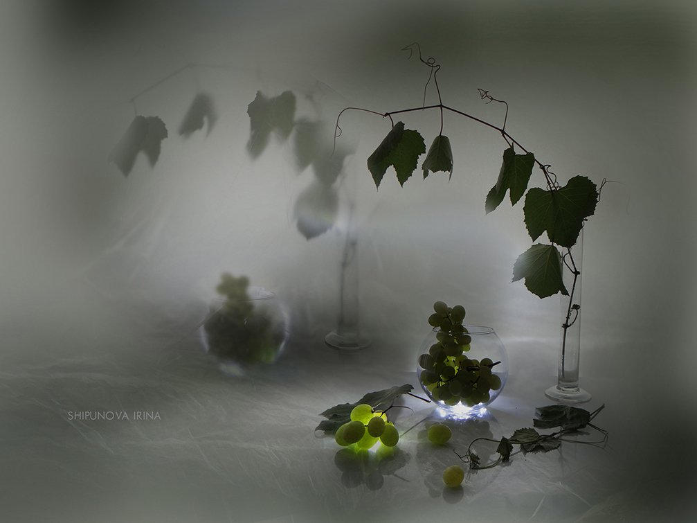 виноград листья лоза стекло , Шипунова Ирина