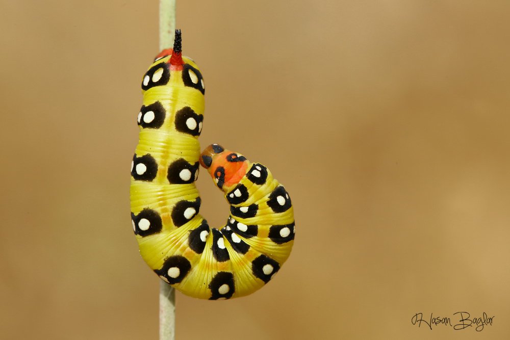 #moth, #caterpillar, #macro, #nature, #northcyprus, Hasan Baglar