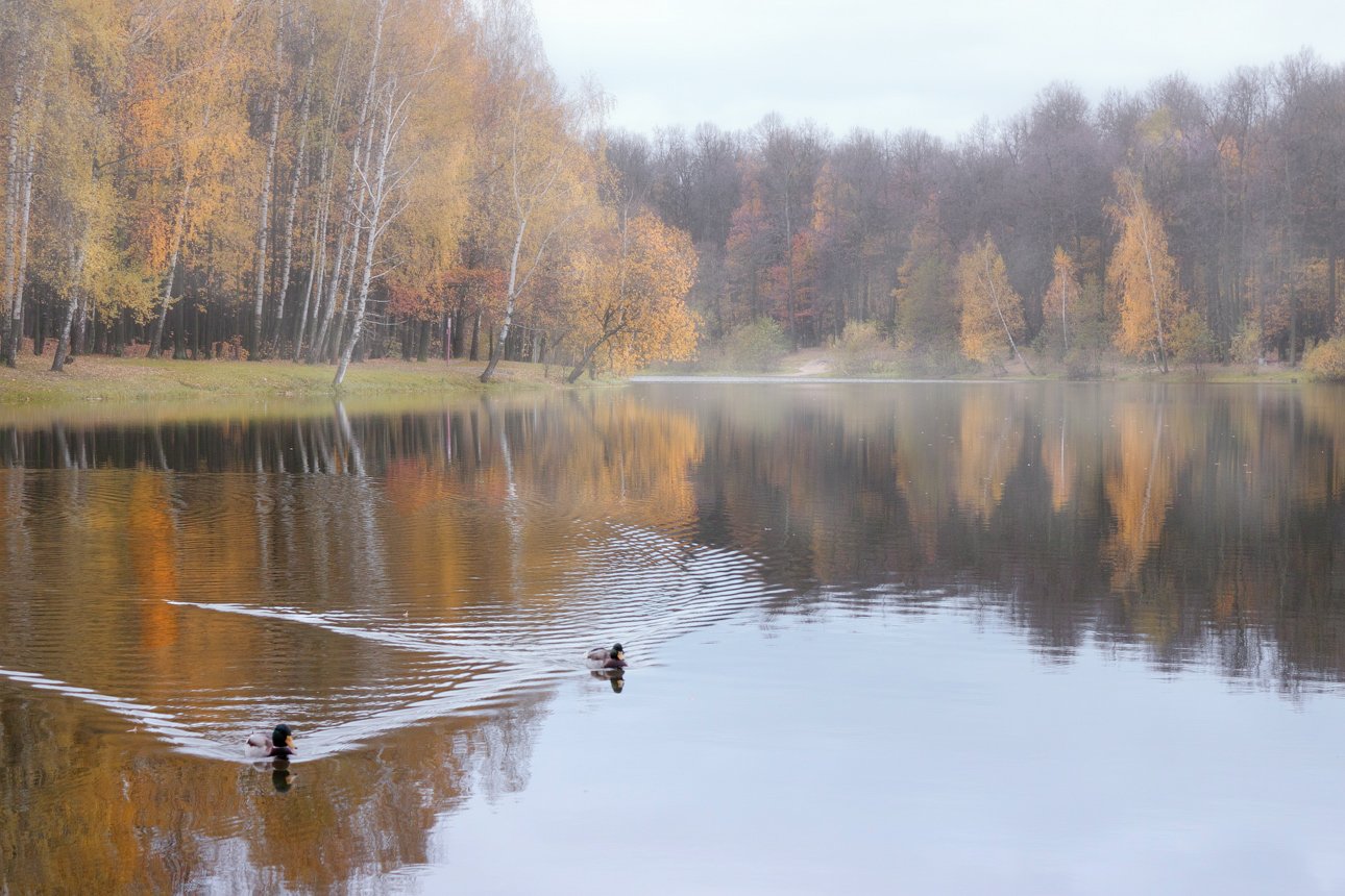 осень, пруд, туман, утки, туман, Виктор Климкин