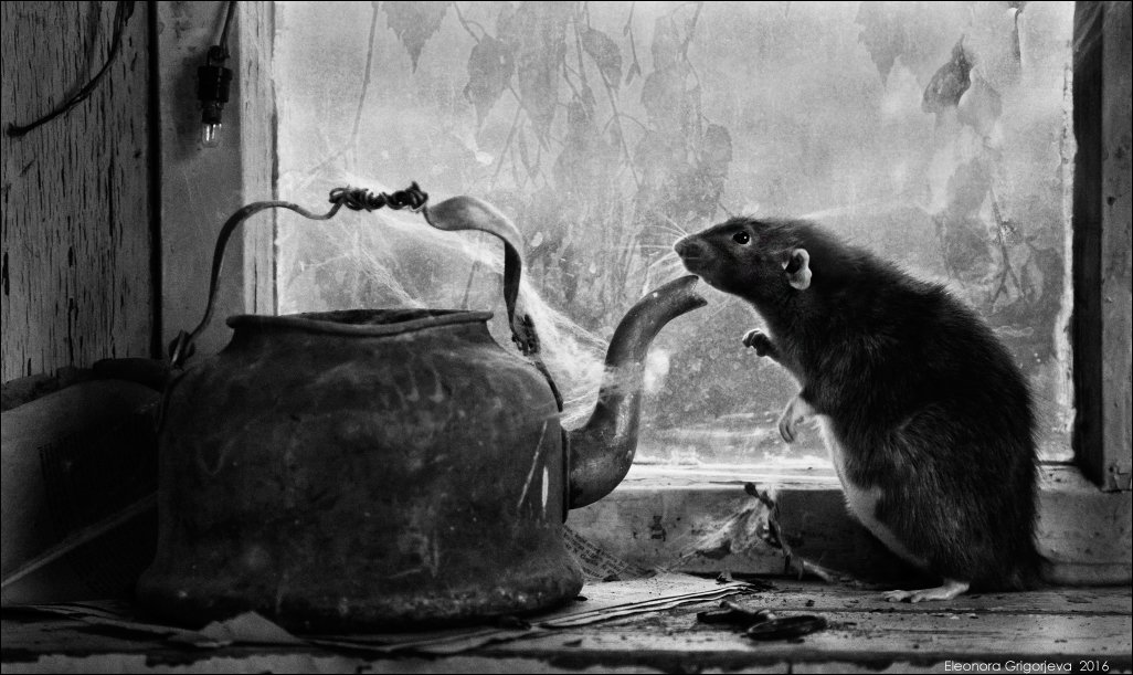 крыса, дамбо, декоративная крыса, чайник, старый дом, крысиные истории, Eleonora Grigorjeva