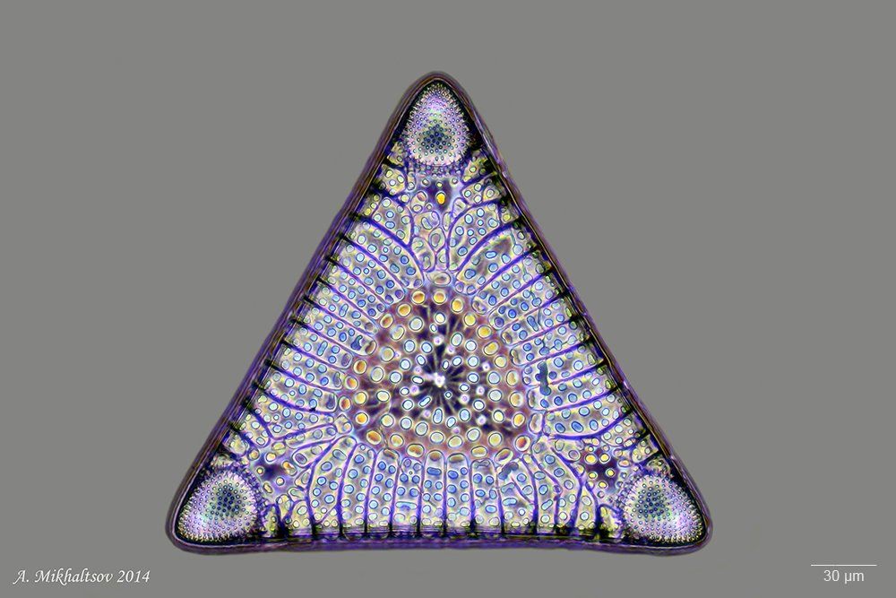 triceratium, morlandii, var., morlandii, ископаемые, диатомовые, водоросли, Анатолий Михальцов