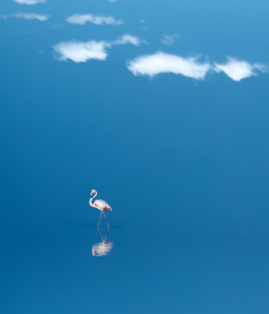 #birds #sky #sea #blue #fine_art #felamingo #rock #mehrzad_photo #hossein_mehrzad, Hossein Mehrzad
