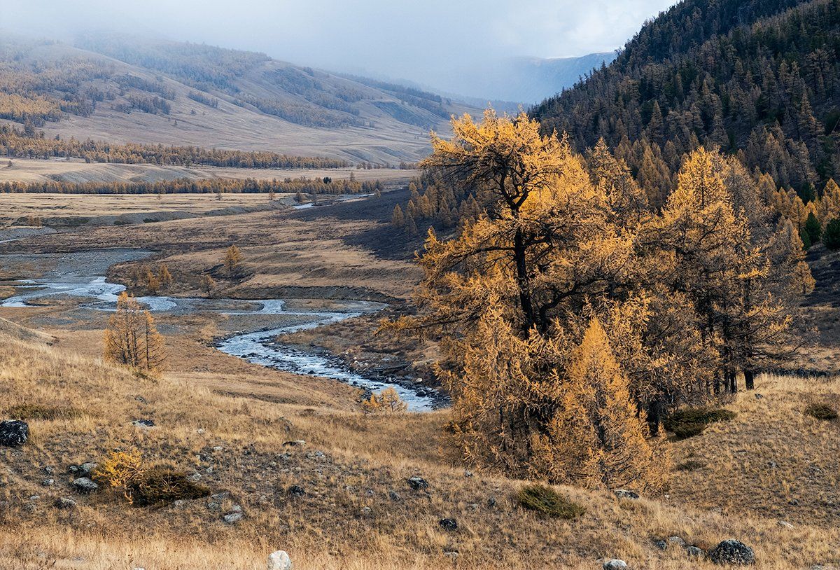 горная река, джазатор, золотые, лиственницы, горы, горный алтай, Валерий Пешков