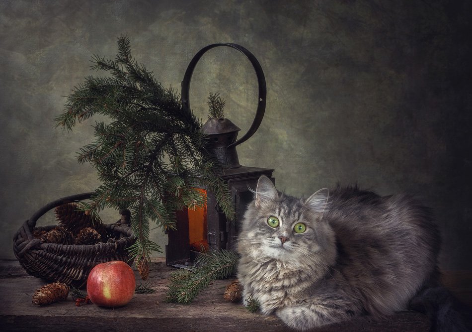 фото, кошка масяня, фонарь, ветка ели, яблоко, корзинка, шишки, Ирина Приходько