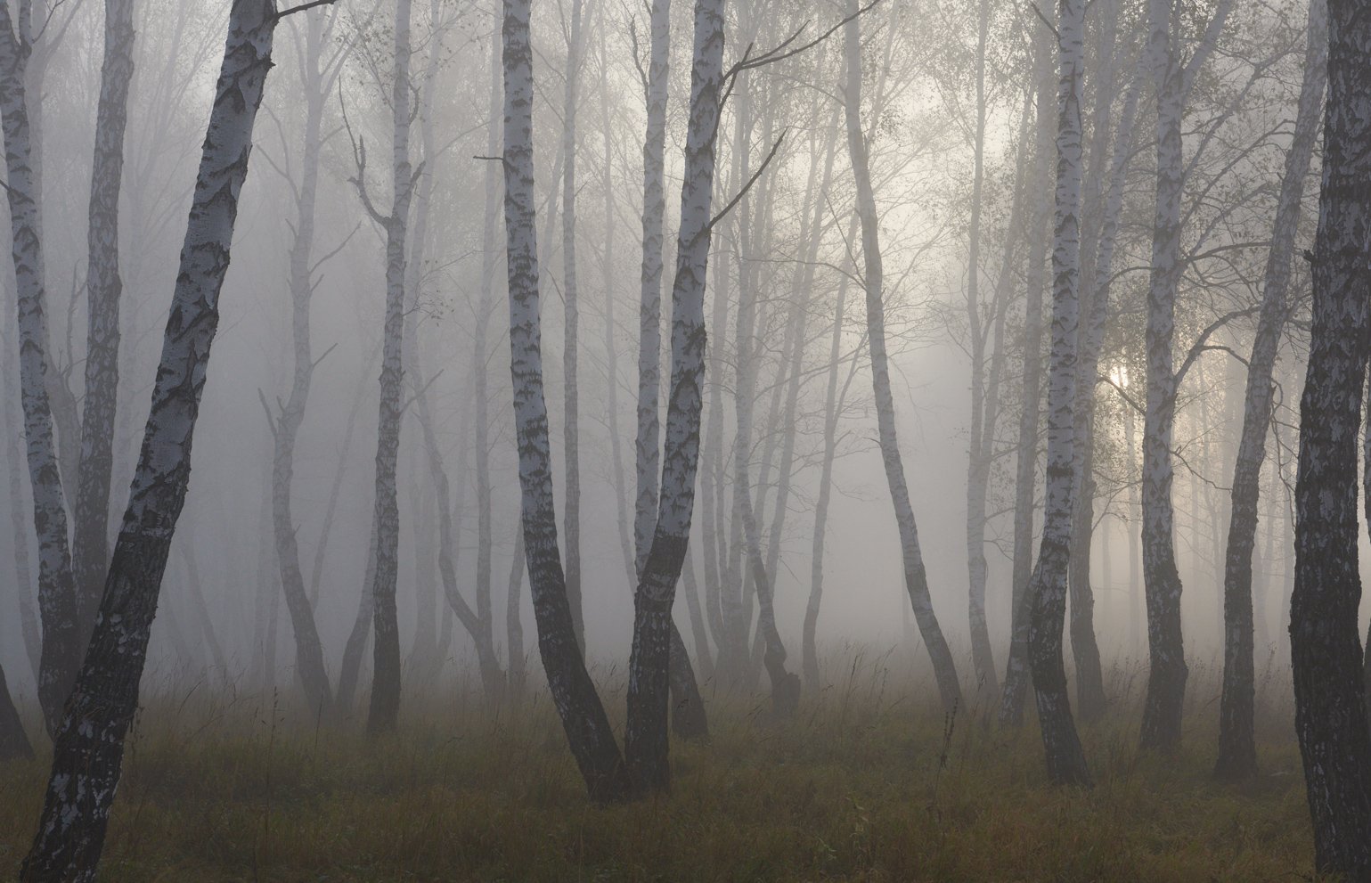 Осень, лес, солнце, туман , Сергей Романчук
