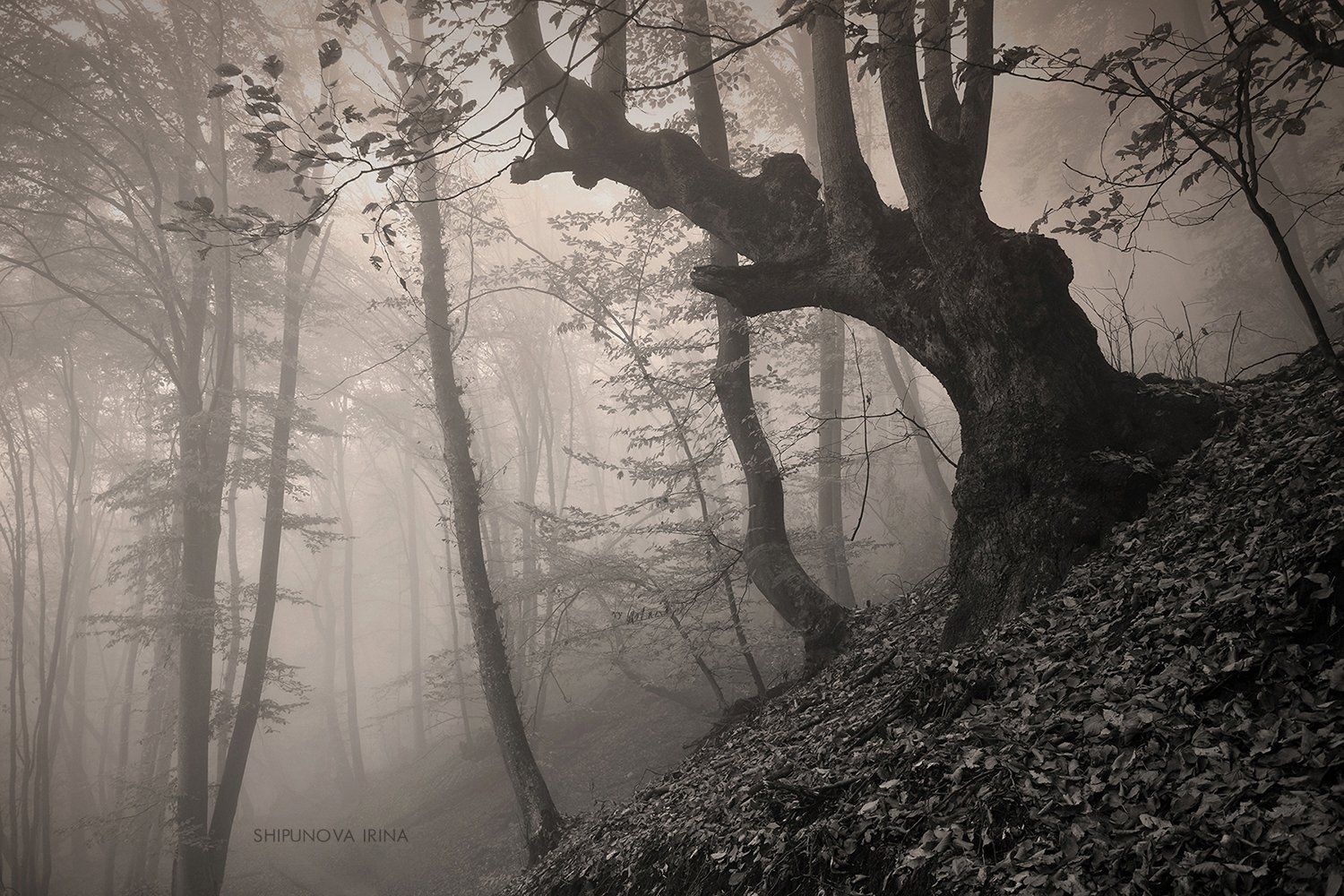 лес туман осень чинара, Шипунова Ирина