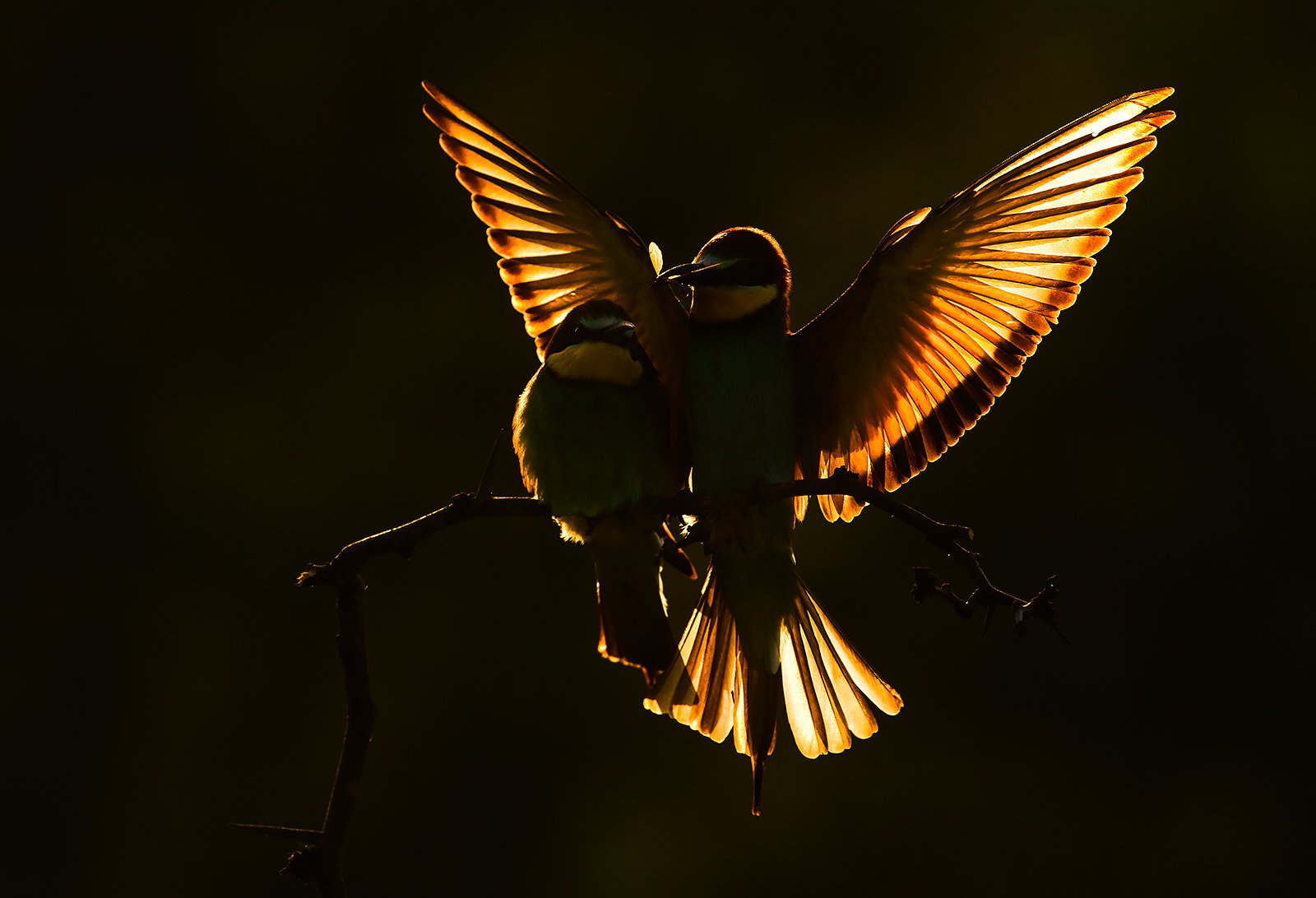 bee-eater wildlife photography nature, Radoslav Tsvetkov