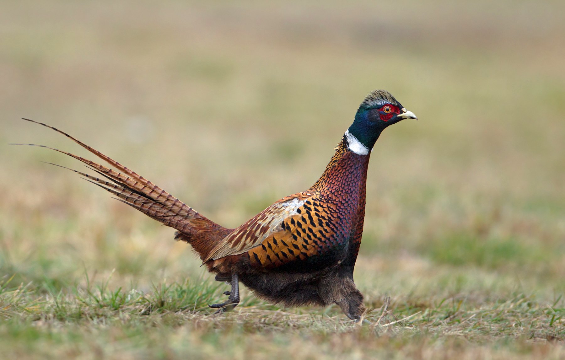 phasianus, colchicus, Ivan Ivanov