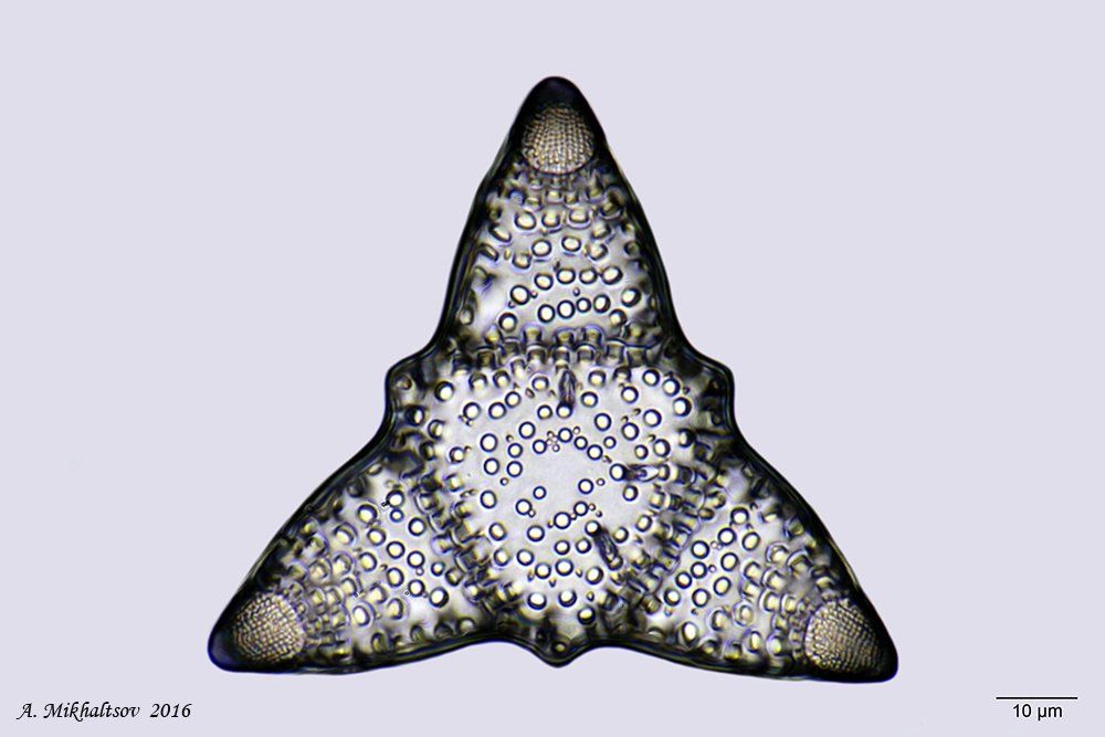 triceratium-archangelskianum ископаемые диатомовые водоросли, Анатолий Михальцов