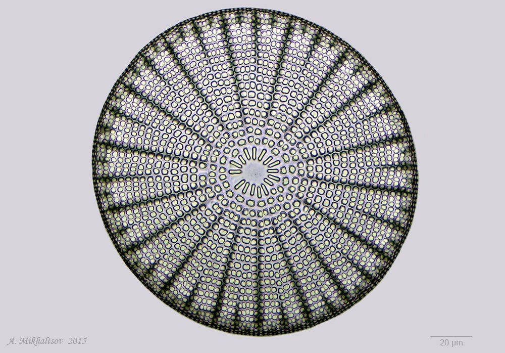 ископаемые диатомовые водоросли arachnoidiscus ehrenbergii f. palaeocaenicus, Анатолий Михальцов