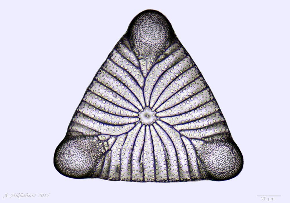 triceratium polycystinorum ископаемые диатомовые водоросли, Анатолий Михальцов