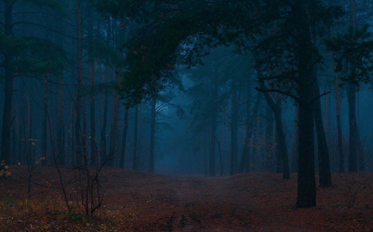 Сумеречный лес. Twilight лес. Сумрачный лес Хэгг. Красивые пейзажи сумеречного леса.