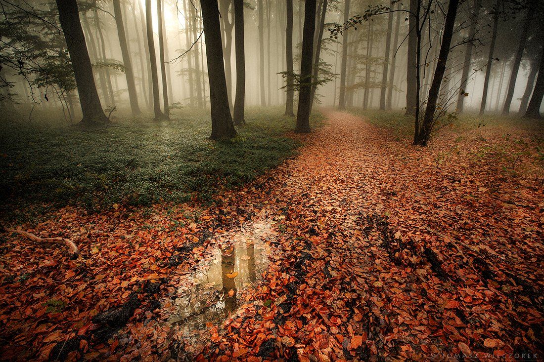 forest, leaves, colours, brown, poland, fog, mist, light, Tomasz Wieczorek