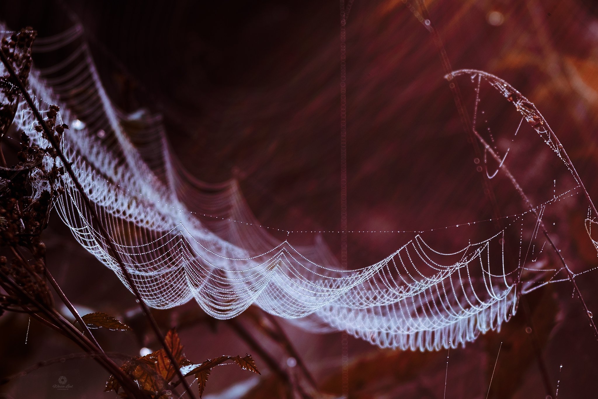 #spiderweb #macro #trioplan, Wiesia Leal