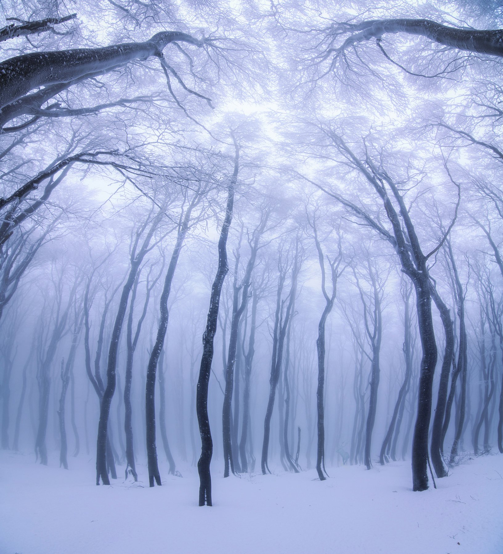 forest, winter, snow, fog, foggy , tree , landscape , beautiful , nikon , tokina , balkan, buzludzha ,, Radoslav Sviretsov